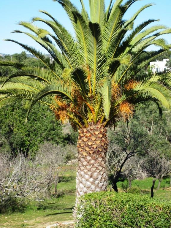 فندق لولفي  Quinta Mimosa الغرفة الصورة